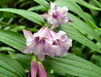 Lovely tubular pink flowers in summer on arching stems.